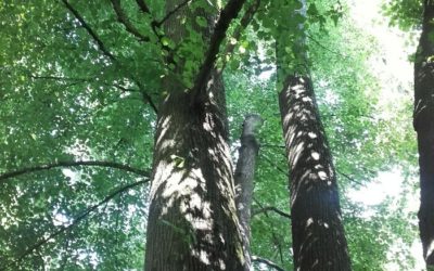 Tous en forêt avec l&rsquo;AEV