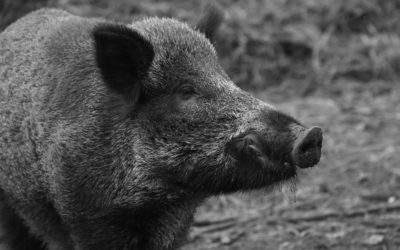Jours de chasse 2025/2026